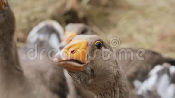 家禽农场鹅的肖像视频的预览图