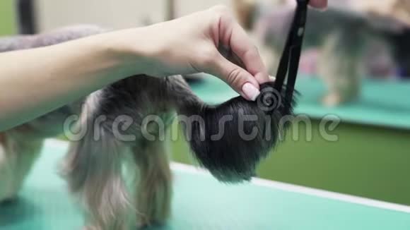 整理者用剪刀将头发剪在小狗的尾巴上动物护理视频的预览图