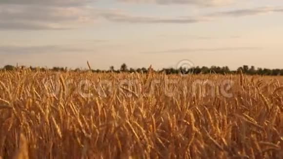 美丽的耳朵成熟的谷物在风中摇摆成熟的谷物在天空中收获美丽的天空和云彩在乡村视频的预览图