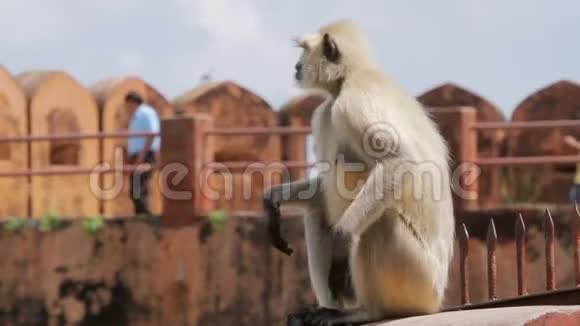 猴子坐在吉加尔堡视频的预览图