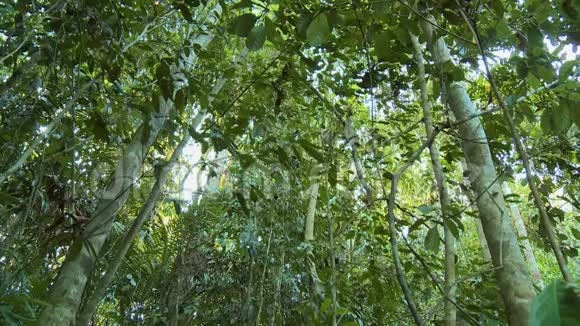 马来西亚贝鲁姆雨林树木的地面景观视频的预览图
