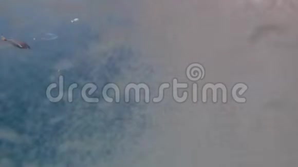 小气泡散了小鱼在阳光下游泳穿过蓝色清澈的海水视频的预览图