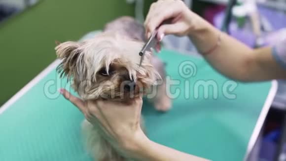 合拢梳洗者的手梳理狗的湿毛约克郡宠物美容店视频的预览图