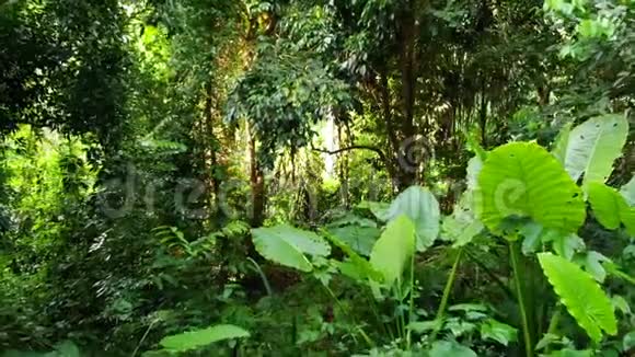 丛林中的绿色植物自然界晴天在树林中生长的各种热带绿色植物神奇的景色视频的预览图