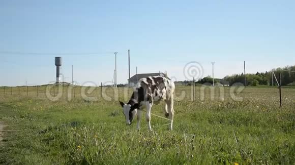 夏天的一只小公牛在绿色的草地上播种吃新鲜的杂草生长成为一头强壮的公牛视频的预览图