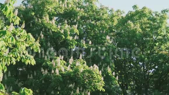 栗子树开花风吹拂树叶视频的预览图