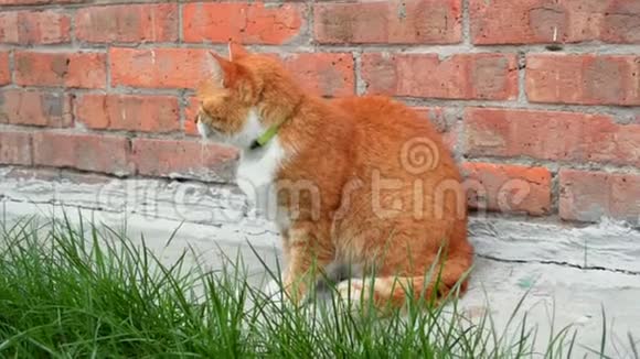 红猫坐在橙色砖墙附近玩耍抓住一只苍蝇吃掉它视频的预览图