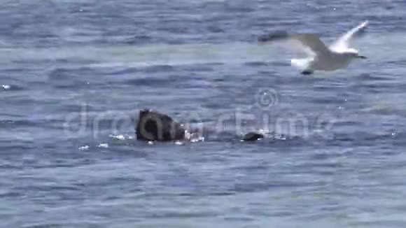 海上的海狮视频的预览图