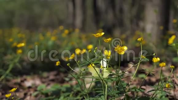 黄色和白色的蝴蝶在花旁飞舞视频的预览图