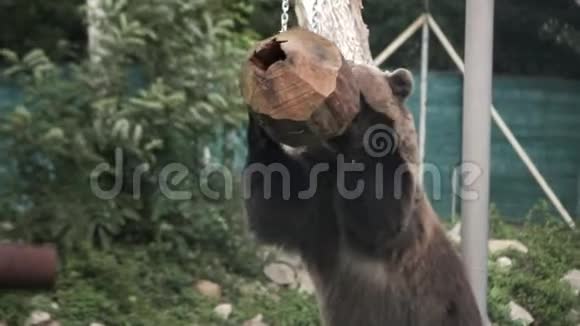 大公熊从食槽里取食物视频的预览图