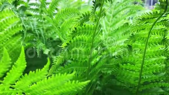 弗恩生长在树林里绿色自然新鲜绿色和坚硬的蕨类植物特写镜头视频的预览图