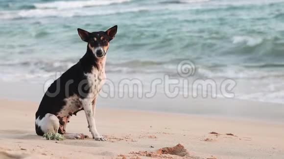 可爱的黑白狗正坐在海滩上视频的预览图