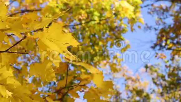 秋天的枫叶在树枝上特写迎风飞翔映衬着蓝天视频的预览图