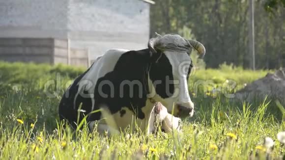 黑白奶牛正在休息喂养绿草视频的预览图