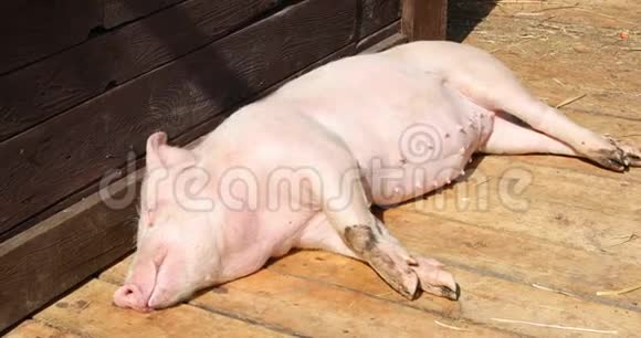 小猪睡在阳光下做恶梦不安的睡眠视频的预览图