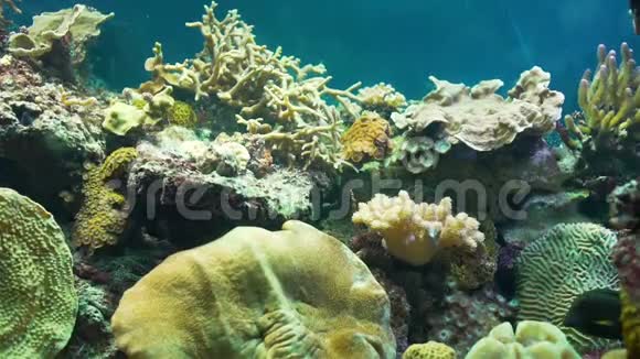 令人惊叹的彩色珊瑚礁野生生命视频的预览图