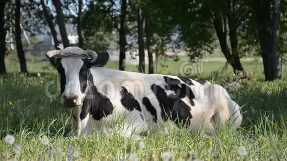 一头黑白相间的母牛躲在阳光明媚的日子里视频的预览图