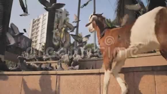 孟买一只带鸽子的滑稽小羊羔印度视频的预览图