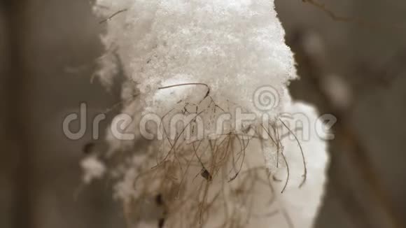 森林中的灌木丛上的雪视频的预览图