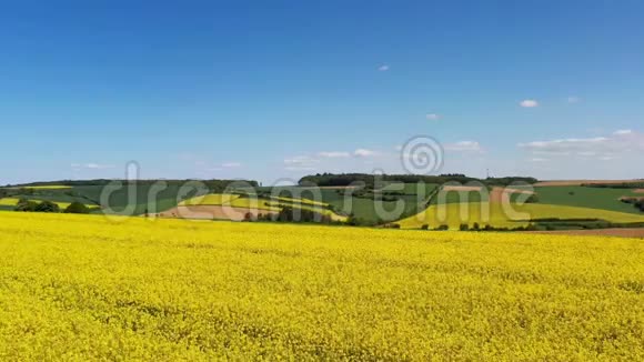 油菜田的夏季景观视频的预览图