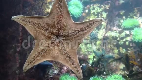 海底的海星视频的预览图