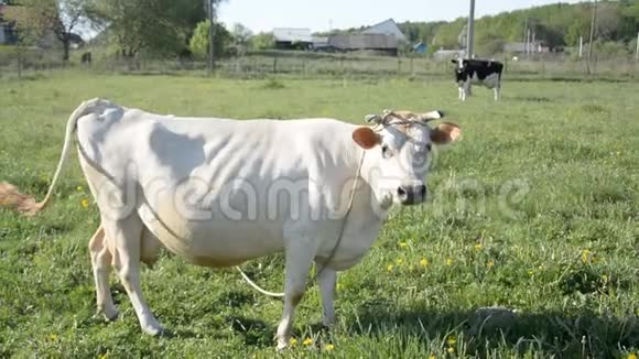 在一个正在吃新鲜草的欧洲村庄的绿色草地上的白牛特写视频的预览图