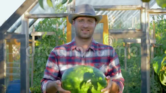 微笑农夫抓着成熟的西瓜背景花园里的温室视频的预览图