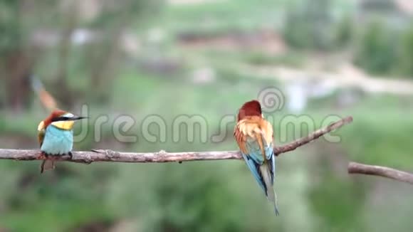 美丽的鸟蜂爱好者在树枝上摇摆飞翔视频的预览图