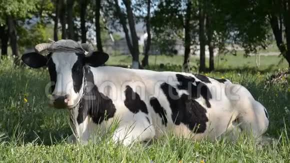 在炎热的夏日奶牛在绿草上休息视频的预览图