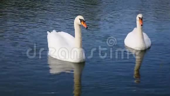 两只美丽的白色天鹅在蓝色的水面上视频的预览图