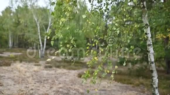 夏日桦树林中的高草和树枝在风中摇曳视频的预览图