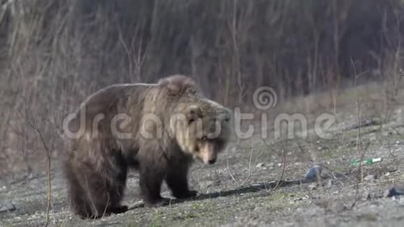 可怕的野棕色熊在春天的森林里的石头上行走寻找食物放大视频的预览图