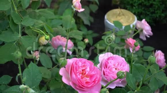 传统花园的英国玫瑰背景为日晷视频的预览图