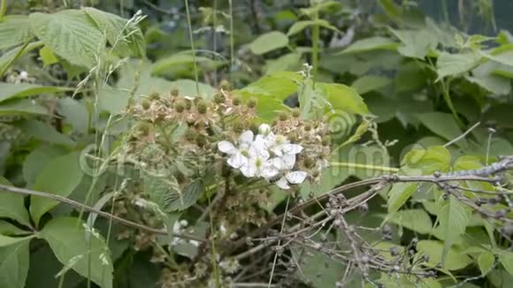 蜜蜂在黑莓花上采蜜视频的预览图