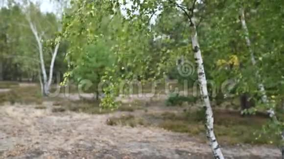 夏日桦树林中的高草和树枝在风中摇曳视频的预览图