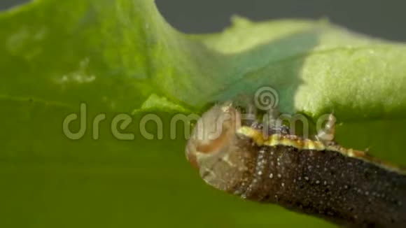 大毛虫在模糊的背景上吃绿色的假大毛虫在树上走视频的预览图