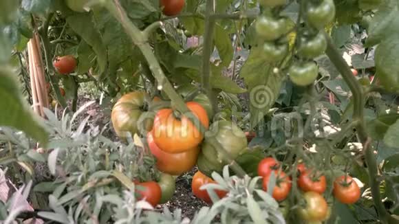 从下到上的慢锅在有机蔬菜菜园中种植番茄植物视频的预览图