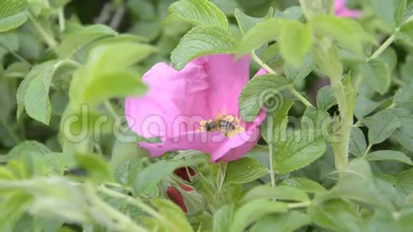 蜜蜂在狗玫瑰花上采集花蜜视频的预览图