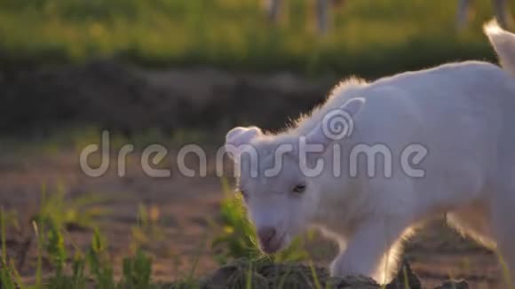草地上的白山羊羊奶和家畜养殖的概念视频的预览图