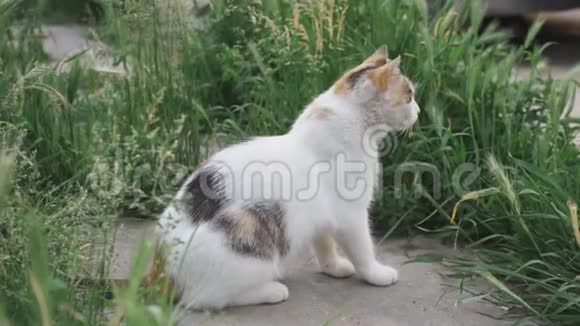 可爱的猫在草地上找人视频的预览图