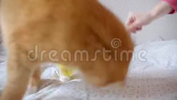 可爱的姜猫躺在床上试图抓住一个挠痒痒的人在家里嬉戏和快乐视频的预览图