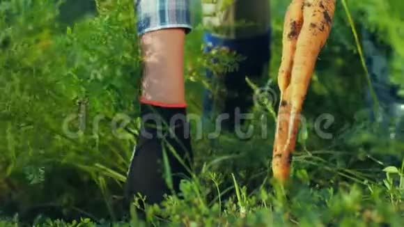 花园里新鲜蔬菜特写小鸡把胡萝卜从地上拔出来视频的预览图