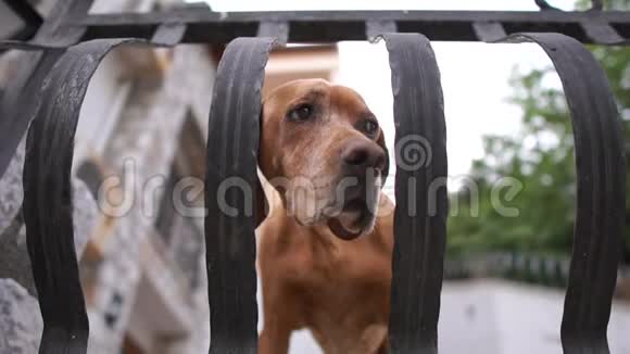 一只孤独的狗慢慢地在篱笆后面视频的预览图