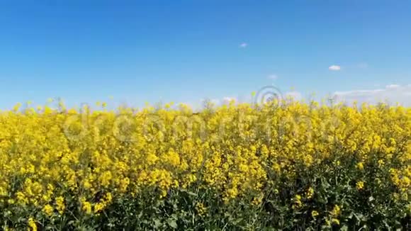 油菜田的夏季景观视频的预览图