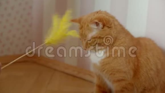 女人在家里用木棍逗她可爱的姜猫视频的预览图