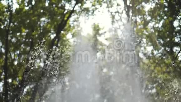 在城市公园的一棵绿树上水泉的特写视频的预览图