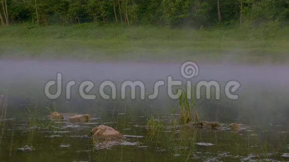 石草因森林驱散雾气而出现在水中视频的预览图