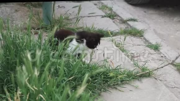 一只黑白猫在寻找一根棍子视频的预览图