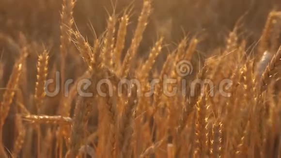 熟粮的熟耳随风摇曳特写镜头成熟的谷物收获金黄的麦田视频的预览图