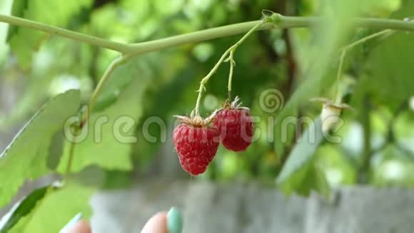 一个拿着绿指甲的女人从两颗树莓上扯下来天然健康食品的概念家庭园艺慢动作视频的预览图
